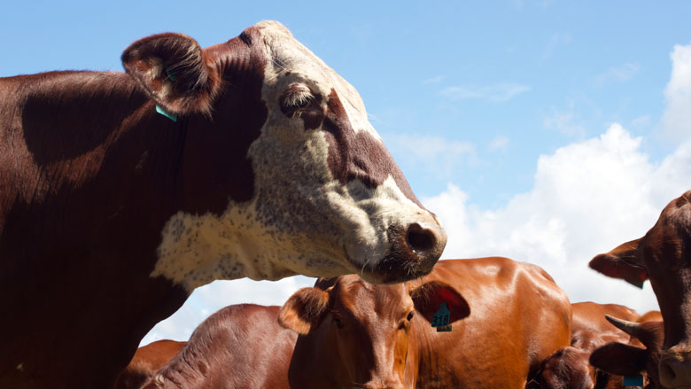 Better Livestock Bring New Opportunities for Farmers in Samoa